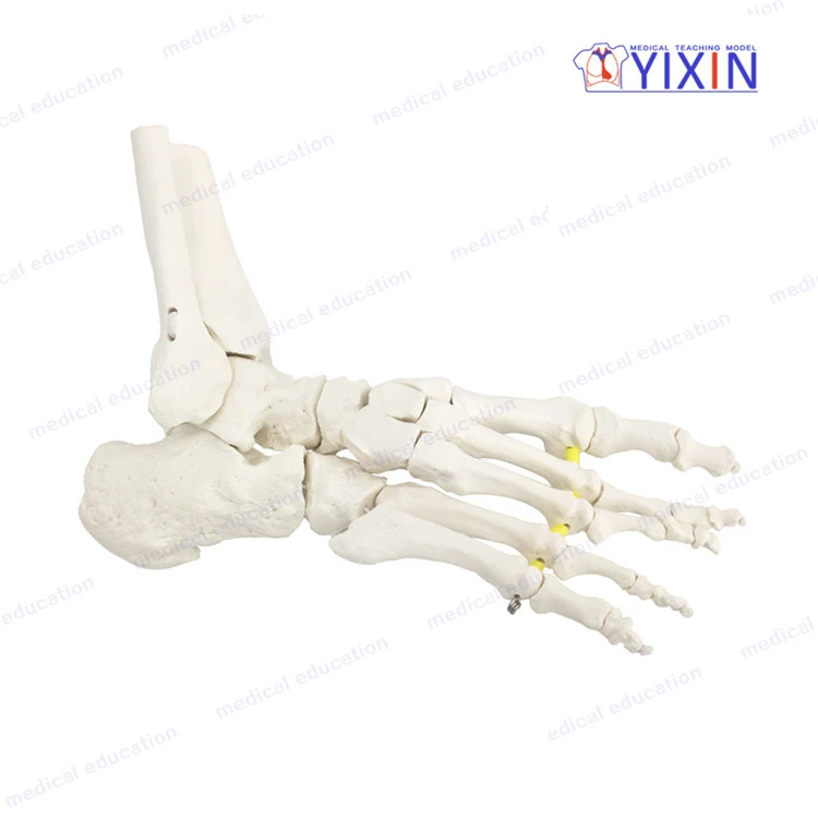 Life size human foot skeleton anatomy model with ankle for medical science teaching tool