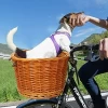 Luxury Resin Wicker Pet Bike Basket