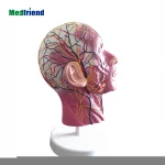 MODEL OF SUPERFICIAL MUSCLES,NERVES AND VAS IN FACE Anatomical Head Median Sagittal Plane Model Blood Vessels Cervical Spine