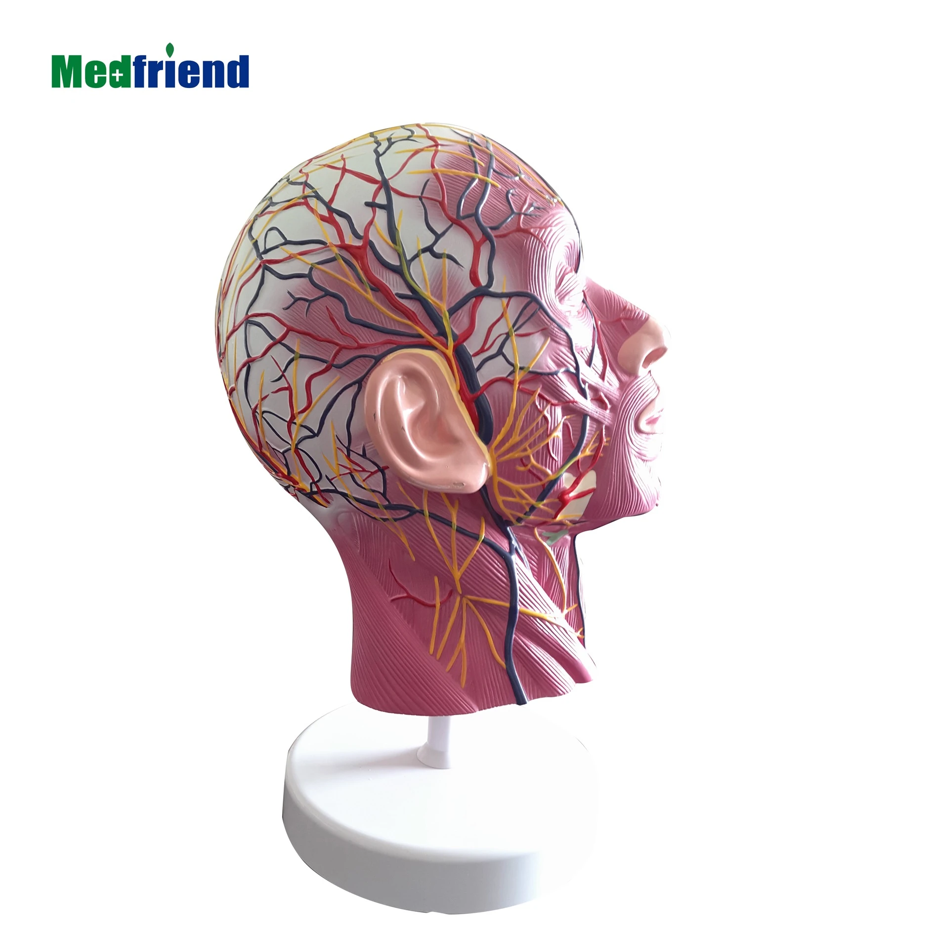 MODEL OF SUPERFICIAL MUSCLES,NERVES AND VAS IN FACE Anatomical Head Median Sagittal Plane Model Blood Vessels Cervical Spine