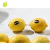 Montale China Supplier Orchard Fresh Lime  Eureka Yellow Lemons