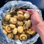 Mushroom in brine in drum 50kg