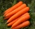 Import New crop fresh carrot specification for sale from USA