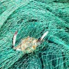 nylon cast fishing net