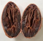 Organic Cocoa Beans and Cocoa Nibs (Indonesian Certified)