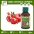 Import Organic Pomegranate Seed Carrier Oil from India