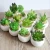 Import Pack of 6 Mini Different Succulents Artificial Plants with 6 Small Round White Planter Pots for Home Decoration in Green color from China