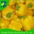 Import Planting Base Supply 2021 Fresh Sweet Pepper Seeds For Growing from China