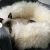 Import Premium Quality Genuine Real Sheepskin pet furniture furry Cat cave luxury pet bed cat house Cat bed from China