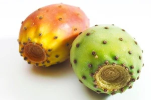 Prickly Pear Cactus Fruit. Mediterranean Fresh Fruit. 2018 New Harvest