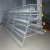 Import quail farm layer cage of commercial battery cage for chicken pullets production from China