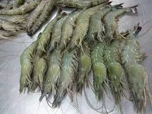Quality Fresh Frozen, Black Tiger shrimp