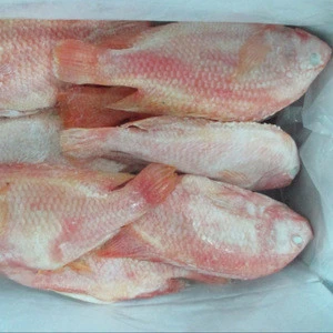 Quality Seafood Product Gutted Black and Red Frozen Tilapia