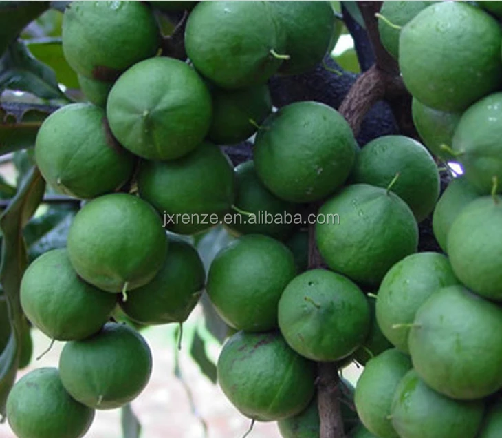 Buy Raw And Roasted Macadamia Nuts Chinese Origin from Jiaxing Renze
