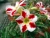 Import red pink white blooming Adenium obesum of outdoor indoor natural decorative ornamental plants from China