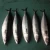 Import sea fish best seafood with fresh frozen mackerel fish/ pacific mackerel from South Africa