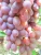 Import Seedless Red Crimson Grapes from Egypt from Egypt