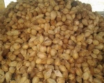 SEMI HUSKED FRESH COCONUT FOR SALES