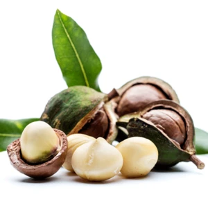 shelled Macadamia nuts price/ bulk Macadamia for sale