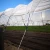 Import Skyplant High Steel Quality Structure Vegetable Production Greenhouses from China