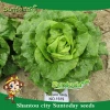 Suntoday Organic romaine  Lactuca sativa L. var. longifolia  lettuce seeds 1kg/bag