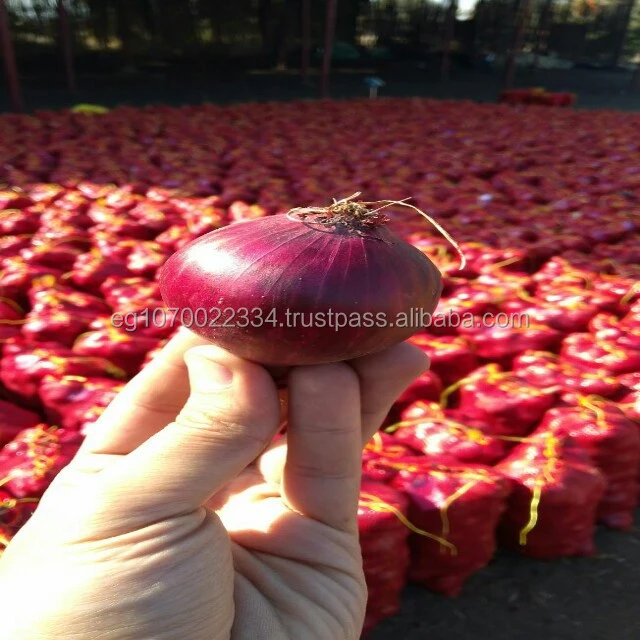 Super Quality Onion Exporters In Egypt