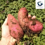 Sweet potato Bangladeshi sweet potato