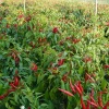 Touchhealthy supply Hybrid Pepper Seeds/Hot Red Chilli Seeds For Growing 10gram/bags