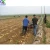 Import Tractor mounted automatic potato harvester Digging  onions garlic carrots digger from China