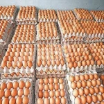White and Brown Chicken Eggs,Fresh Table Eggs/Farm Fresh Chicken Eggs