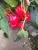 Import White Fruit Vegetable F1 Hybrid Chilli Pepper Capsicum Seeds & Seedlings from China