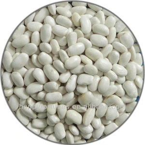 White Kidney Beans square shape/MWKB
