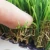 Import Wholesale 20mm Artificial Landscaping Grass from China