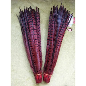 Wholesale Direct Dyed Cheap 50-55cm Ringneck Pheasant Tail Feathers for Carnival Costume