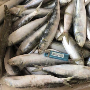 wholesale products sardine fish 8-10pcs/kg for canned seafood