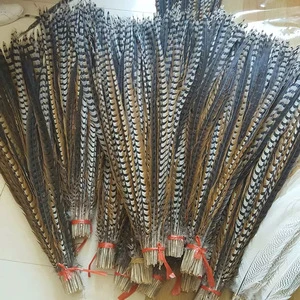 Wholesale Various Size Natural Reeves Pheasant Feathers