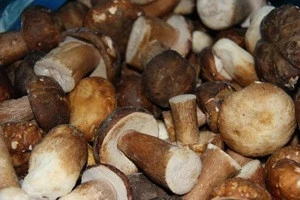 Wild Dried Porcini Mushroom(Boletus Edulis) Sliced, Washed A Arade