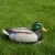 Import XPE foam hunting duck decoy from China