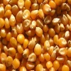 Yellow Maize, Dried Yellow Corn, Popcorn, White Corn Maize for Human & Animals Consumption