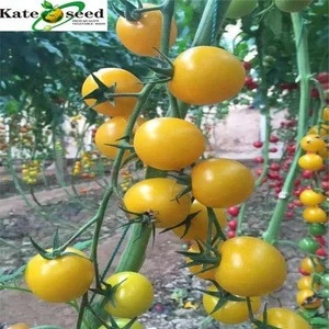 Yellow Neil High Yield Hybrid Yellow Fruit Cherry Tomato Seeds for Sale