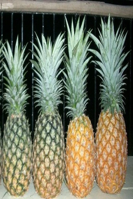 Yellow Pineapple fruit in Vietnam with rich nutrition for buyers