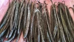 Indonesian Crystallized Vanilla Planifolia Beans