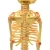 Import Human articulated fetal skeleton teaching model from China