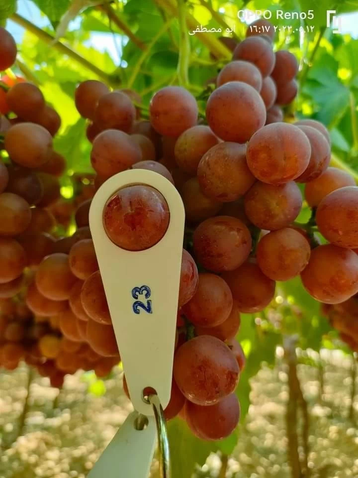 Buy Egyptian Grapes from International, Egypt