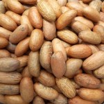 Quality Grade Organic Bitter Kola, Packed in 50kg PP Bags