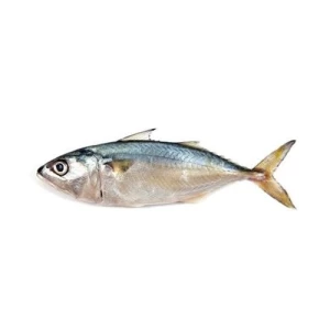 Frozen Sardine Fish Top Quality Seller