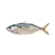 Import Frozen grey mullet fish from Belgium