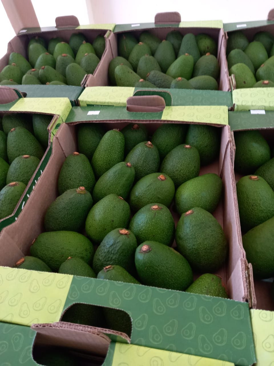 Buy Avocados(hass And Feurte) From Gwiza Co. Limited, Rwanda 