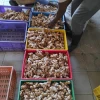 natural  sundry Ginger