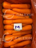 Vietnam fresh carrot